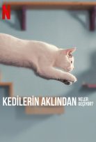 Kedilerin Aklından Neler Geçiyor izle